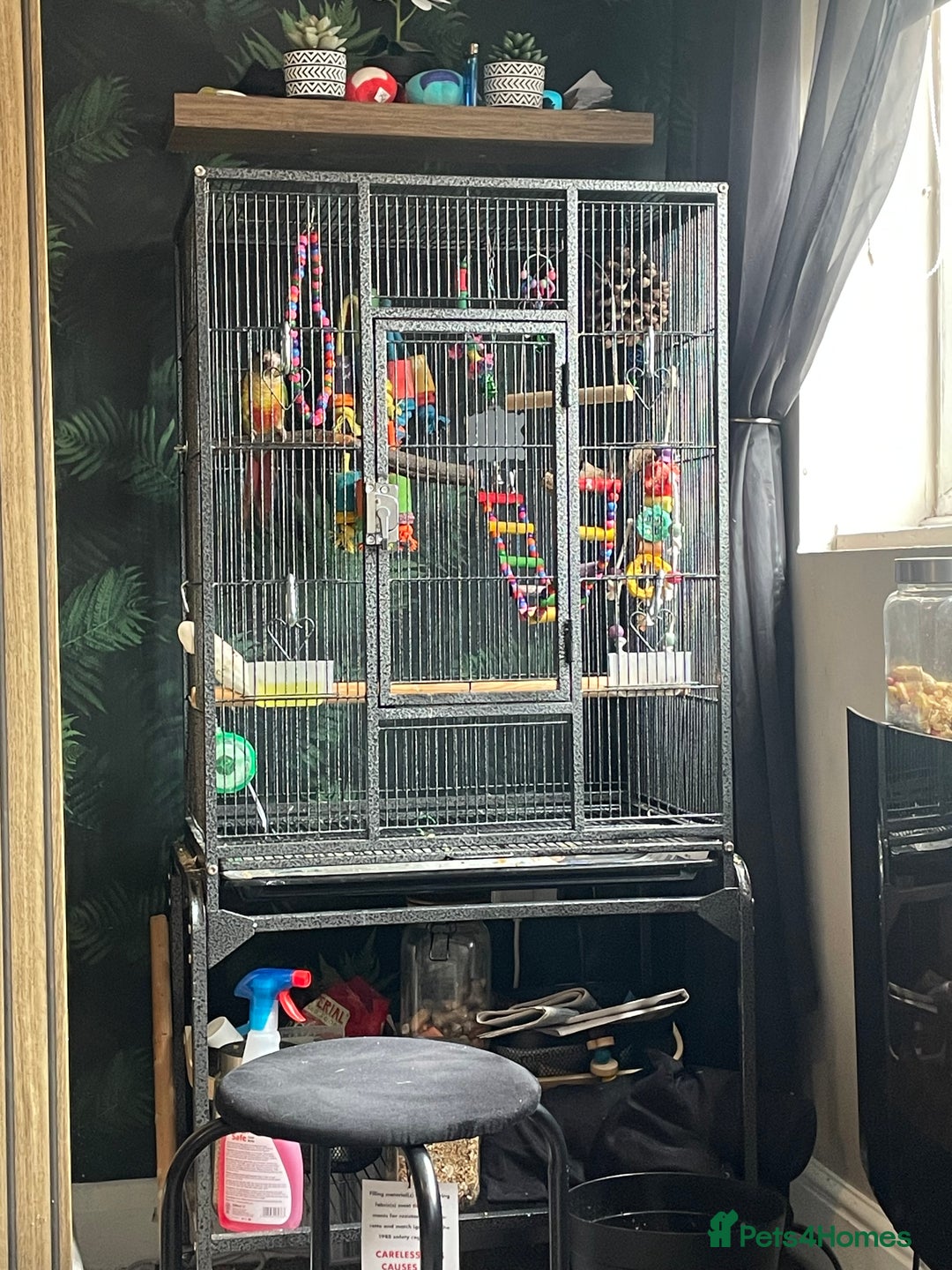 Conures birds for sale: Green cheeked conure - Image 3