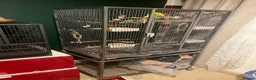 Budgerigars birds for sale: 4 budgies in London - Advert 1
