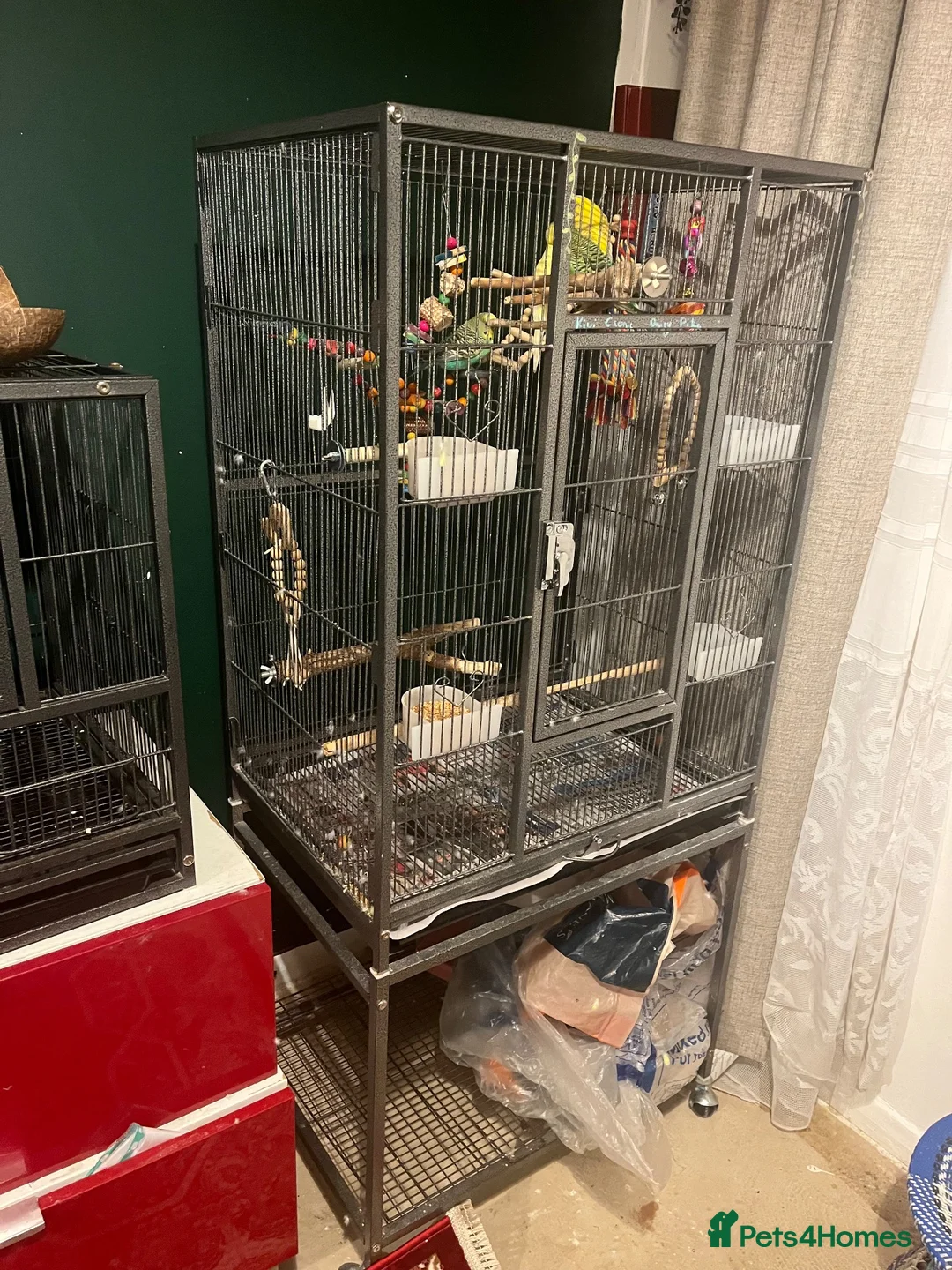 Budgerigars birds for sale: 4 budgies in London - Advert 1