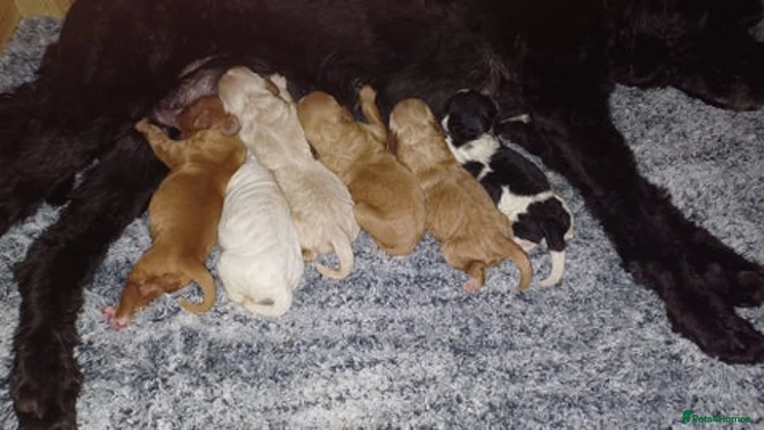 Cockapoo dogs for stud: Proven F1 cockerpoo for Stud in Sutton-in-Ashfield - Advert 18