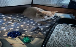 British Shorthair cats for sale: 14 Week Old Male British Shorthair - Image 5