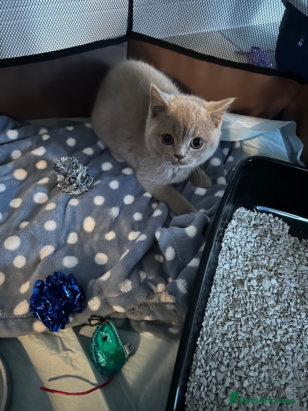 British Shorthair cats for sale: 14 Week Old Male British Shorthair - Image 5