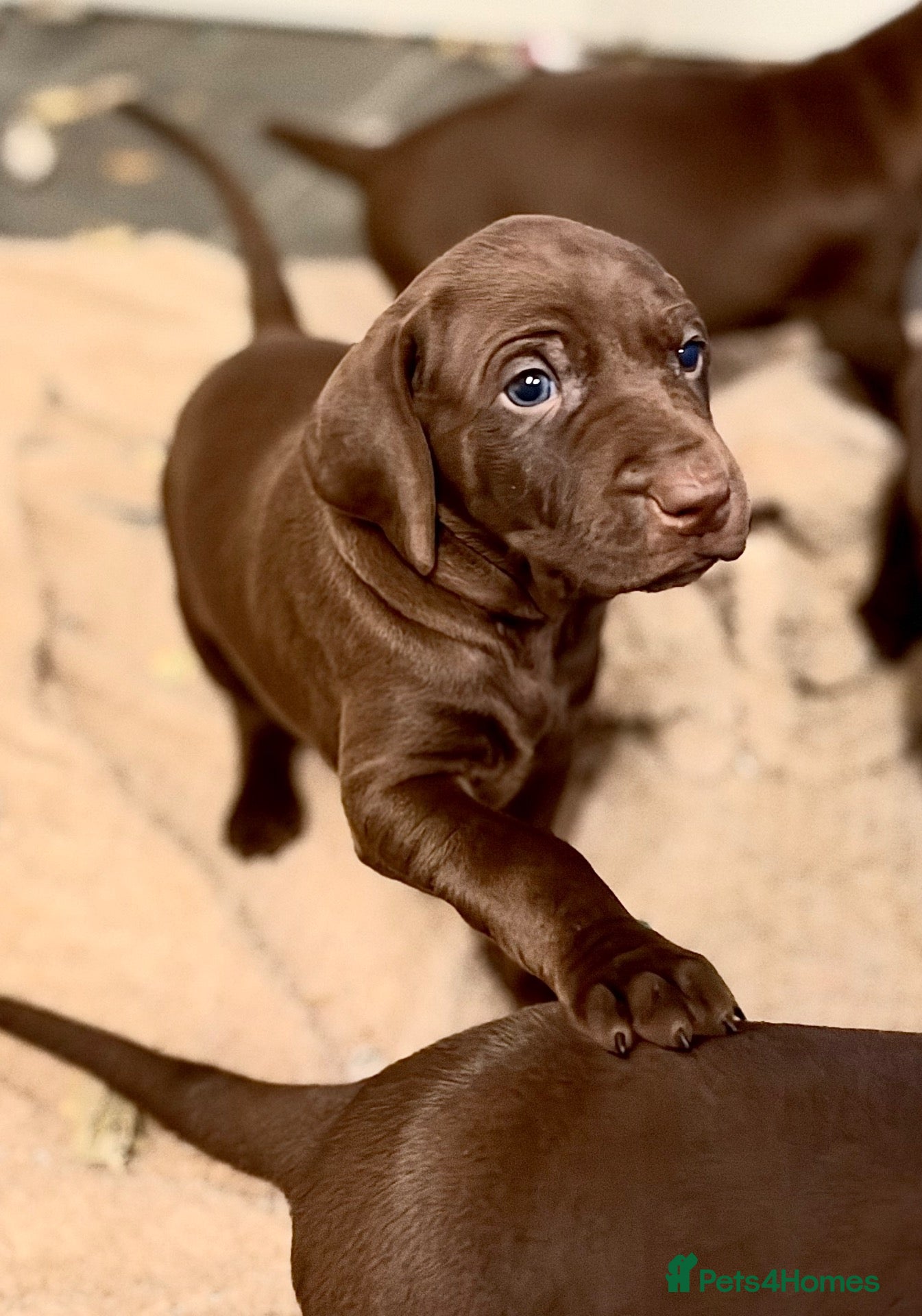 Mixed Breed dogs Weimaraner x Vizsla stunning pups  - Advert 2