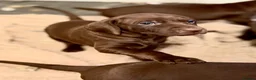 Mixed Breed dogs for sale: Weimaraner x Vizsla stunning pups  - Advert 2