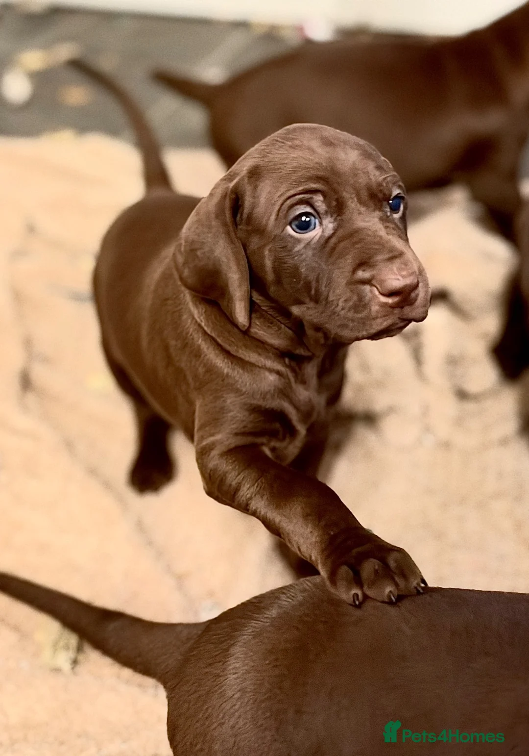 Mixed Breed dogs for sale: Weimaraner x Vizsla stunning pups  - Advert 2
