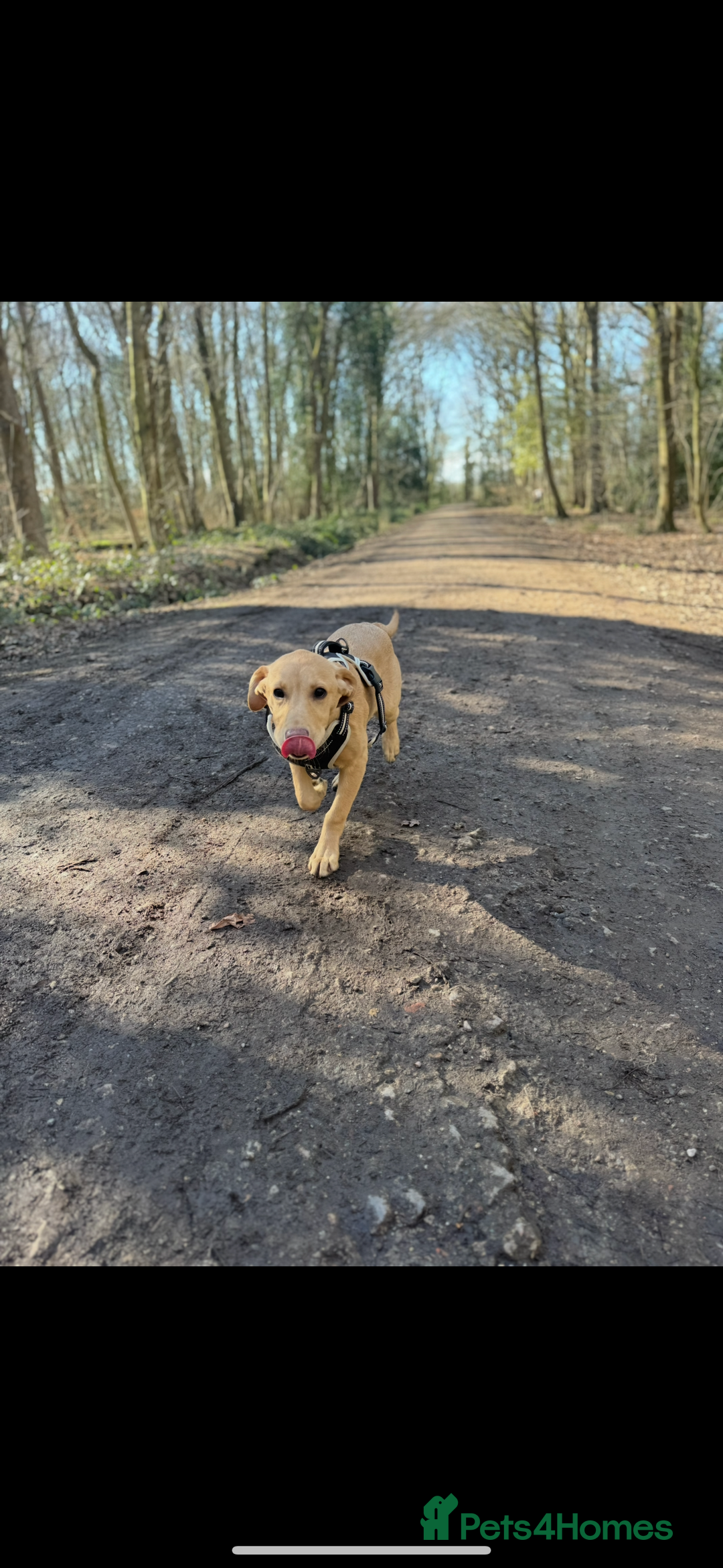Labrador Retriever dogs for sale: Maisie  - Advert 4