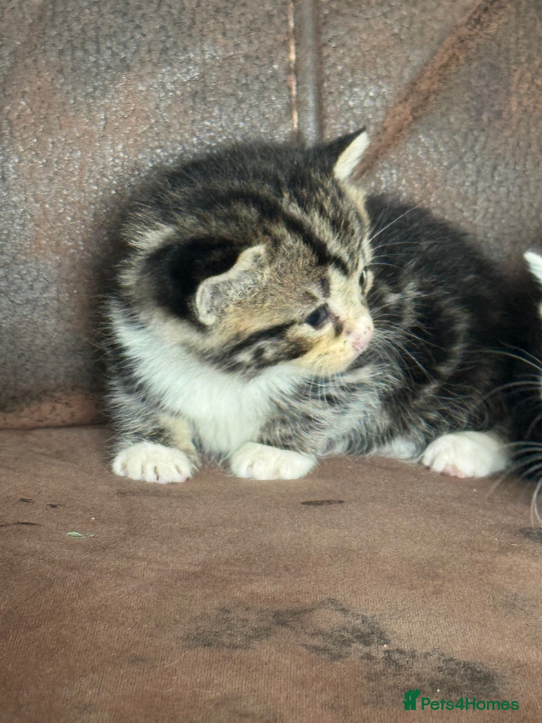 Maine Coon cats for sale: 3 beautiful part Maine coon kittens  - Image 3