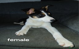 Border Collie dogs for sale: Border Collie pups in Barrow-in-Furness - Image 7
