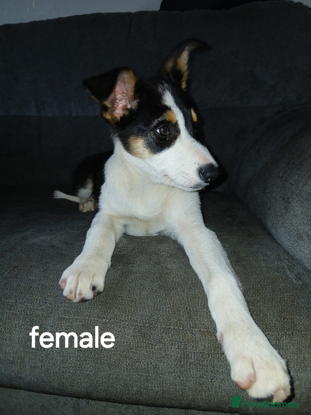 Border Collie dogs for sale: Border Collie pups in Barrow-in-Furness - Image 7