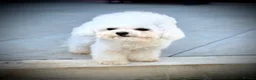 Bichon Frise dogs for stud: 🍒UK’s only Asian Mini Bichon for stud!!  - Advert 3