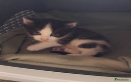 Mixed Breed cats for sale: Lovely Bengal x kittens for sale. - Advert 6