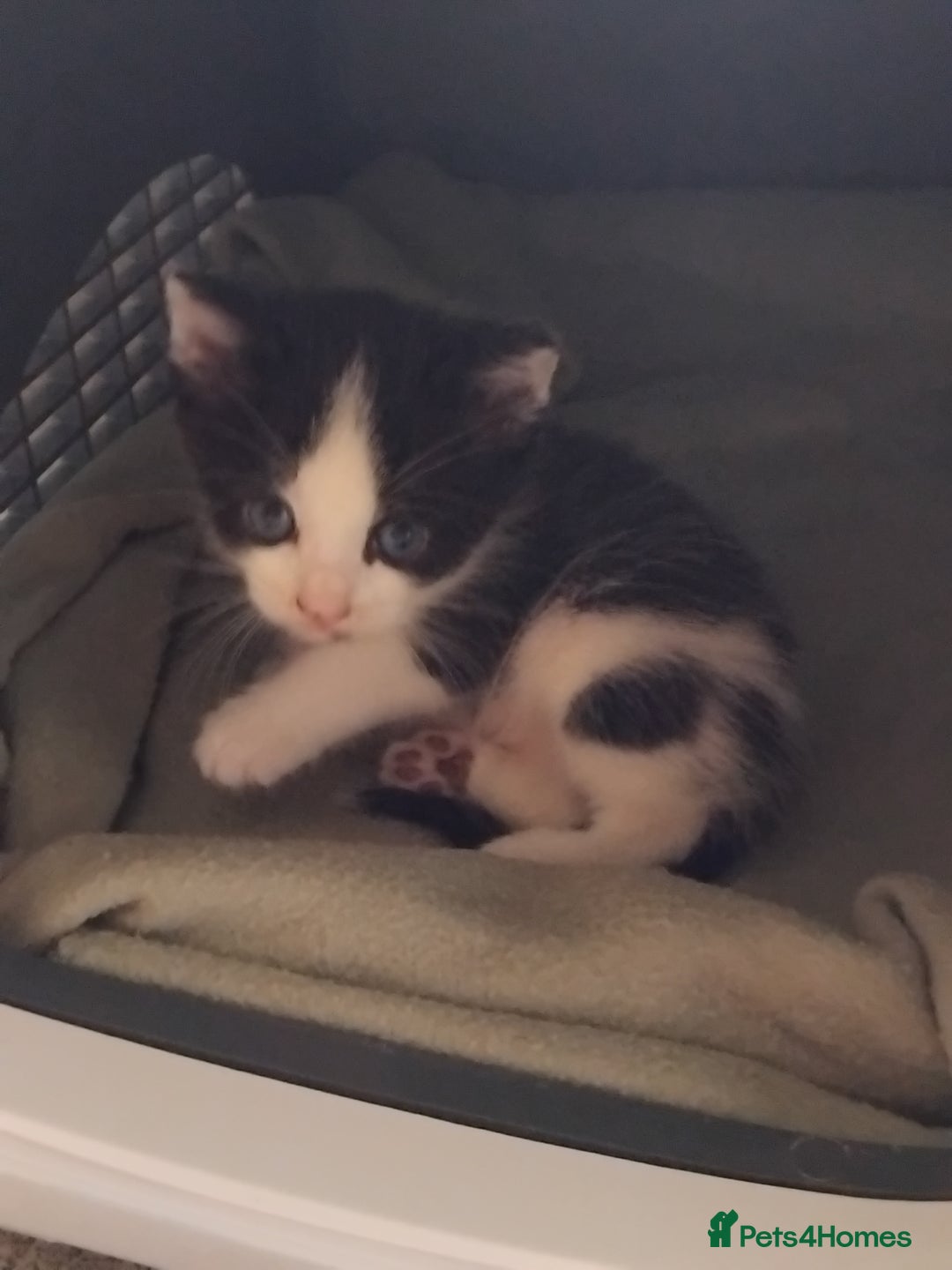 Mixed Breed cats for sale: Lovely Bengal x kittens for sale. - Advert 6