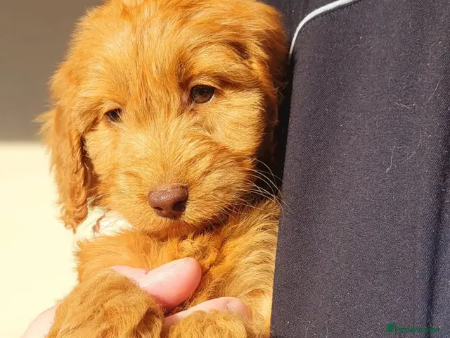 Cockapoo dogs for sale: RED SHOW COCKAPOO PRA CLEAR - Advert 1
