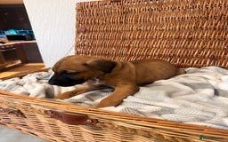 Mixed Breed dogs for sale: Came Corso X Puppies - Image 12