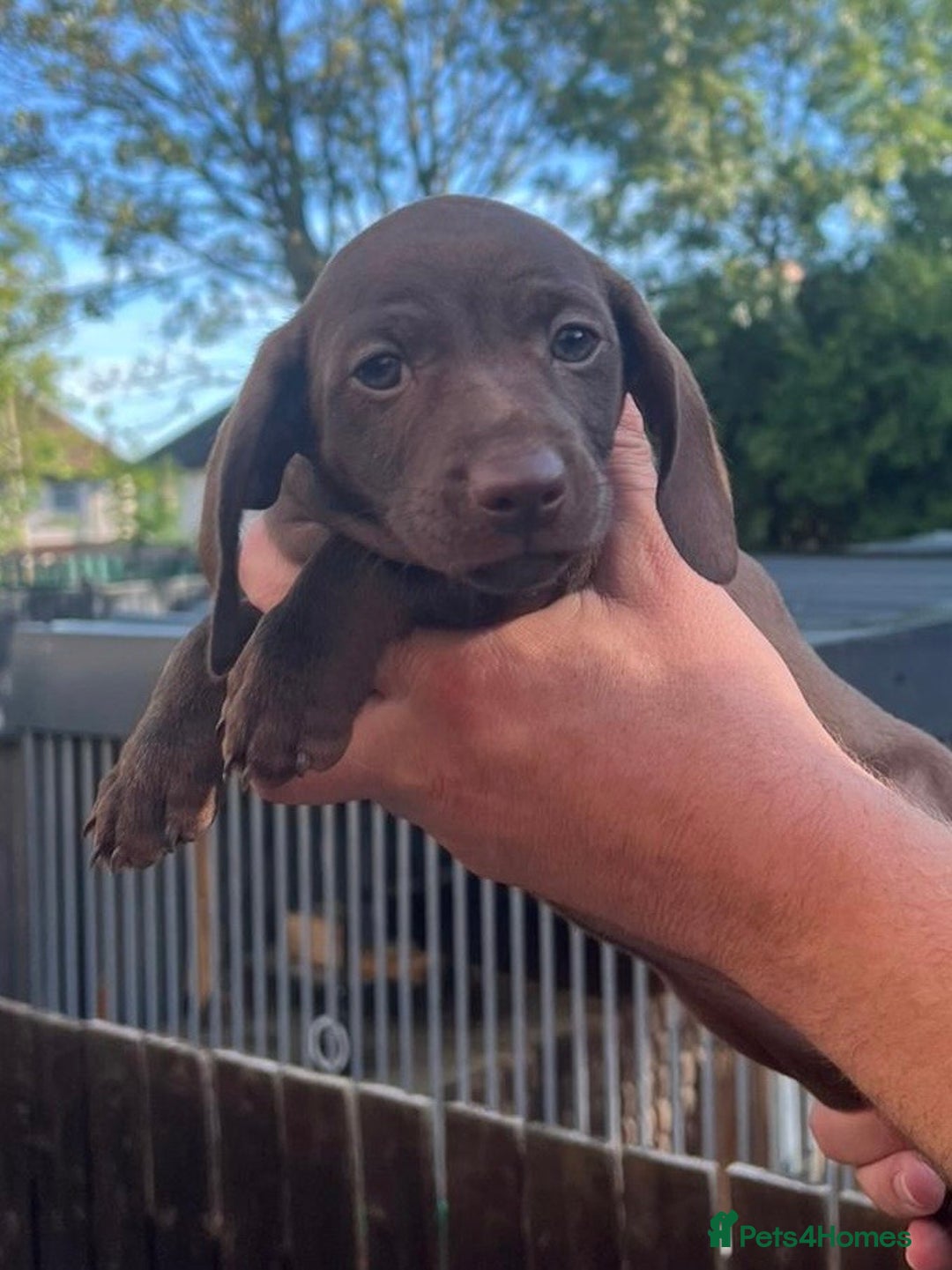 Dachshund dogs for sale: Min dachshund x teckel ( standered dachshund) - Image 10