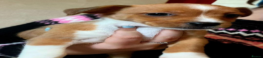 Jack Russell Puppy 1