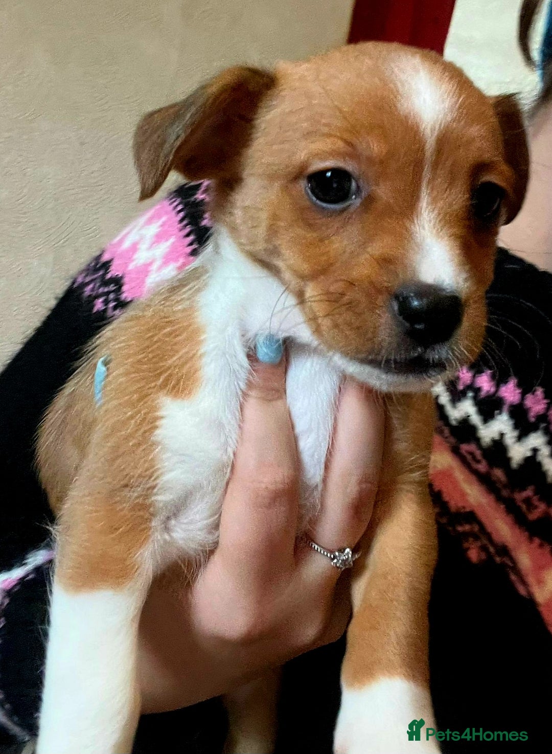 Mixed Breed dogs for sale: 3/4 jack Russell  1/4 chihuahua  - Image 1