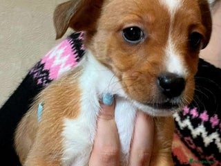 Mixed Breed dogs - Advert 11