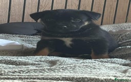 Mixed Breed dogs for sale: German shepherd Cross  - Image 1