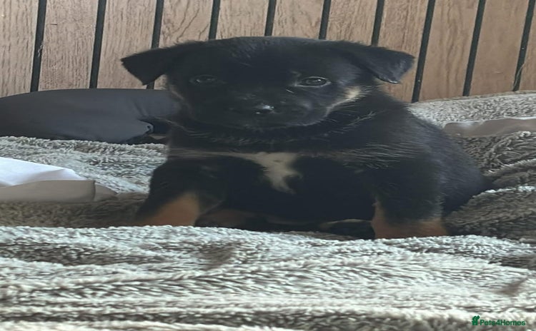 Mixed Breed dogs - Advert 11