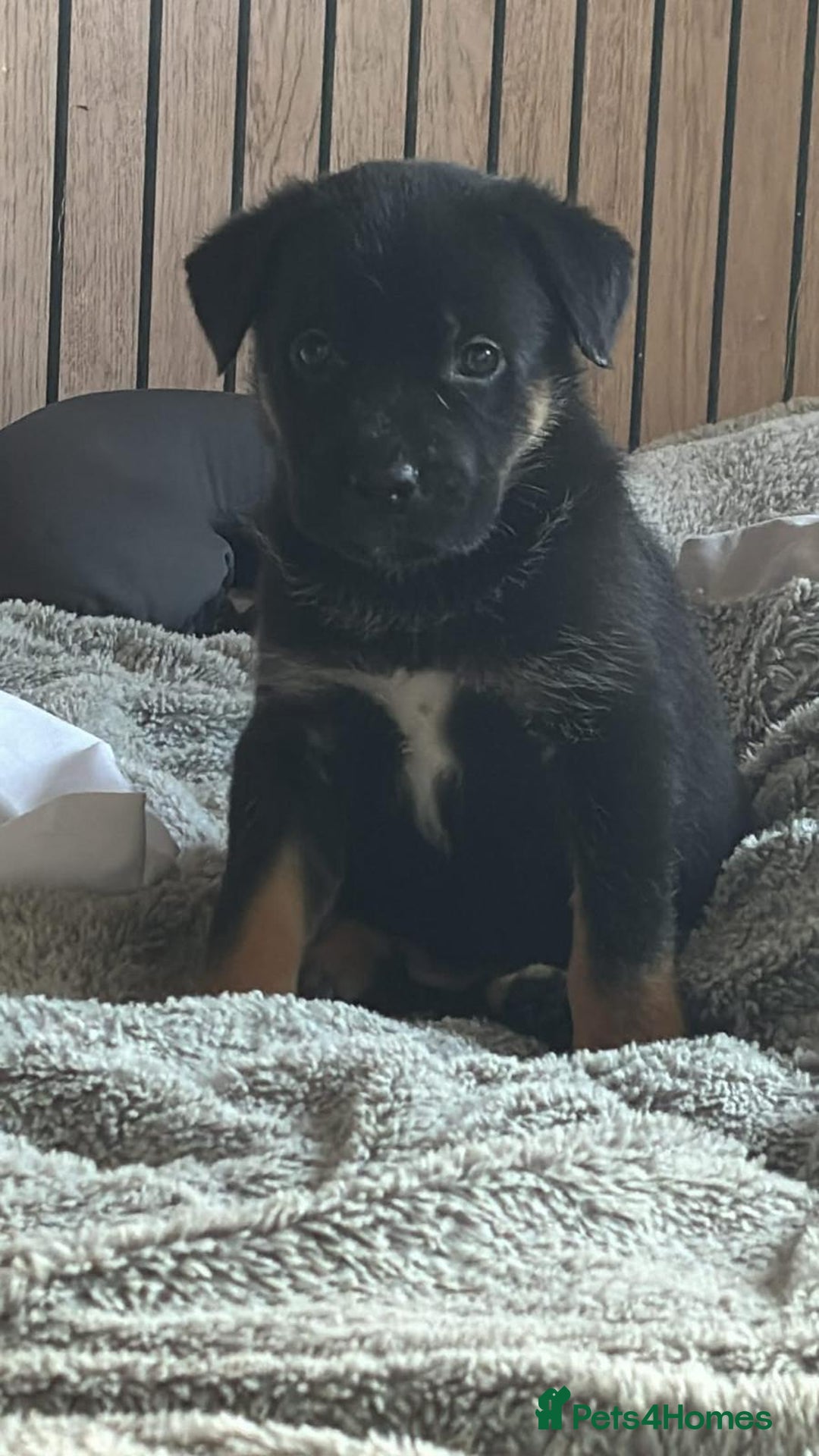 Mixed Breed dogs for sale: German shepherd Cross  - Image 1