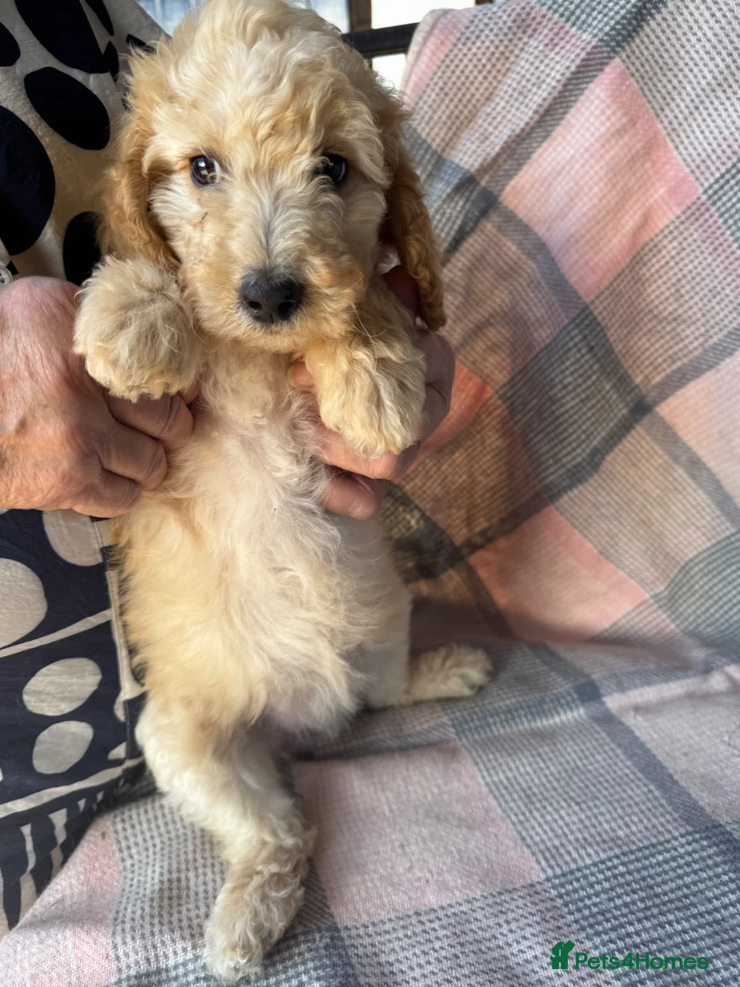 Miniature Poodle dogs for sale: Moyen Poodle puppies *READY NOW* - Advert 2