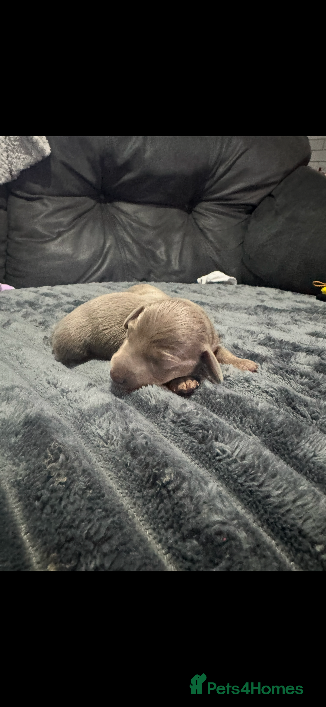 Miniature Dachshund dogs for sale: Miniature dachshunds - Image 4