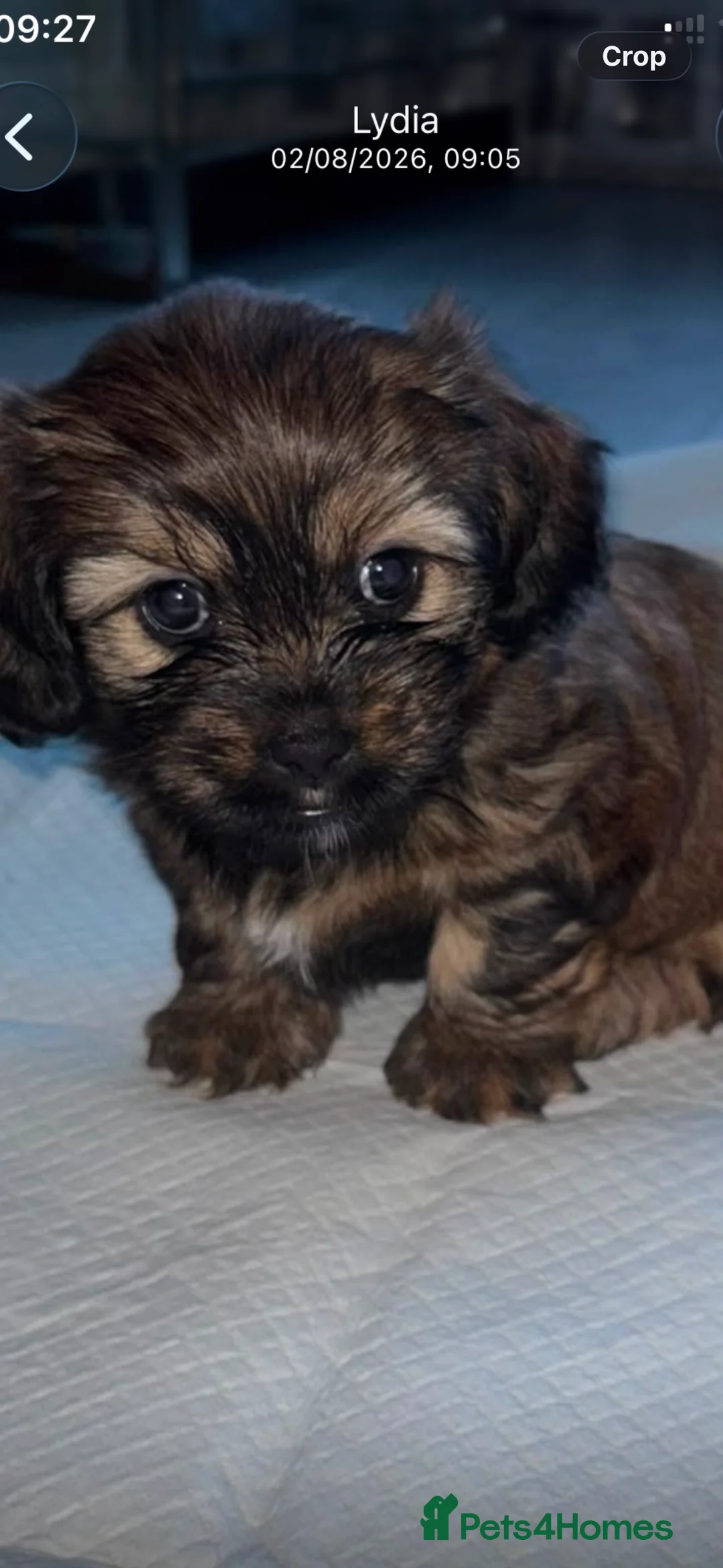Mixed Breed dogs for sale: 3 absolutely stunning schweenie puppies  - Advert 2