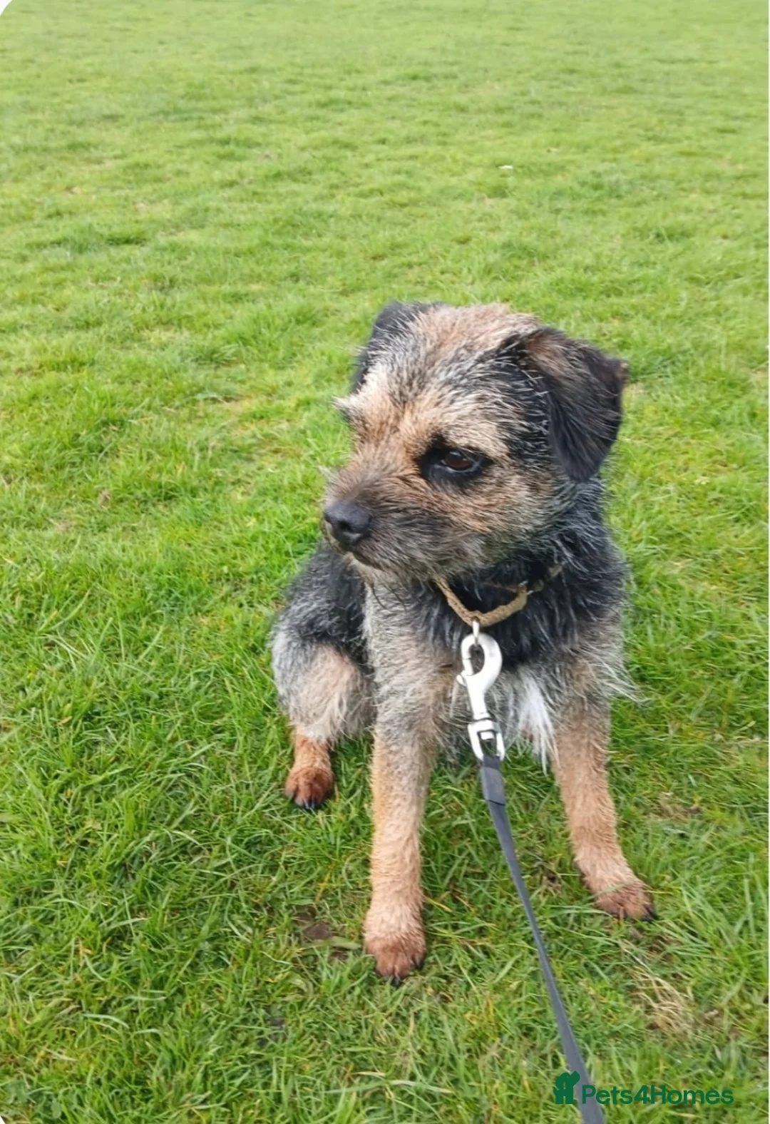 Border Terrier dogs for stud: Rocks - Advert 2