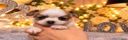 Chihuahua dogs for sale: Exclusive KC reg long coat Chihuahua boys  - Advert 30