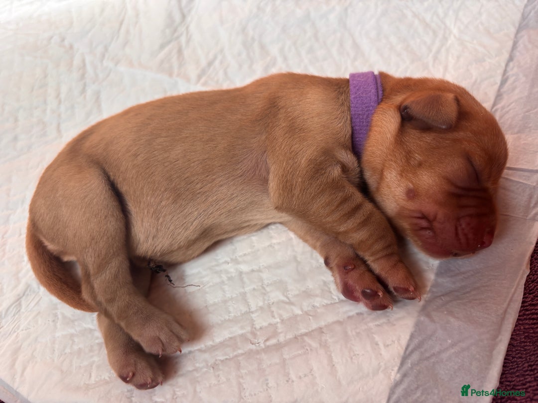 Labrador Retriever dogs for sale: KC Reg ‘Fox Red’ Labrador Retrievers  - Image 14