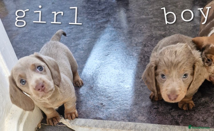 Dachshund dogs - Advert 2