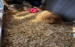 Guinea Pig rodents for sale: Two girls ‘ ivy and iris  - Image 11