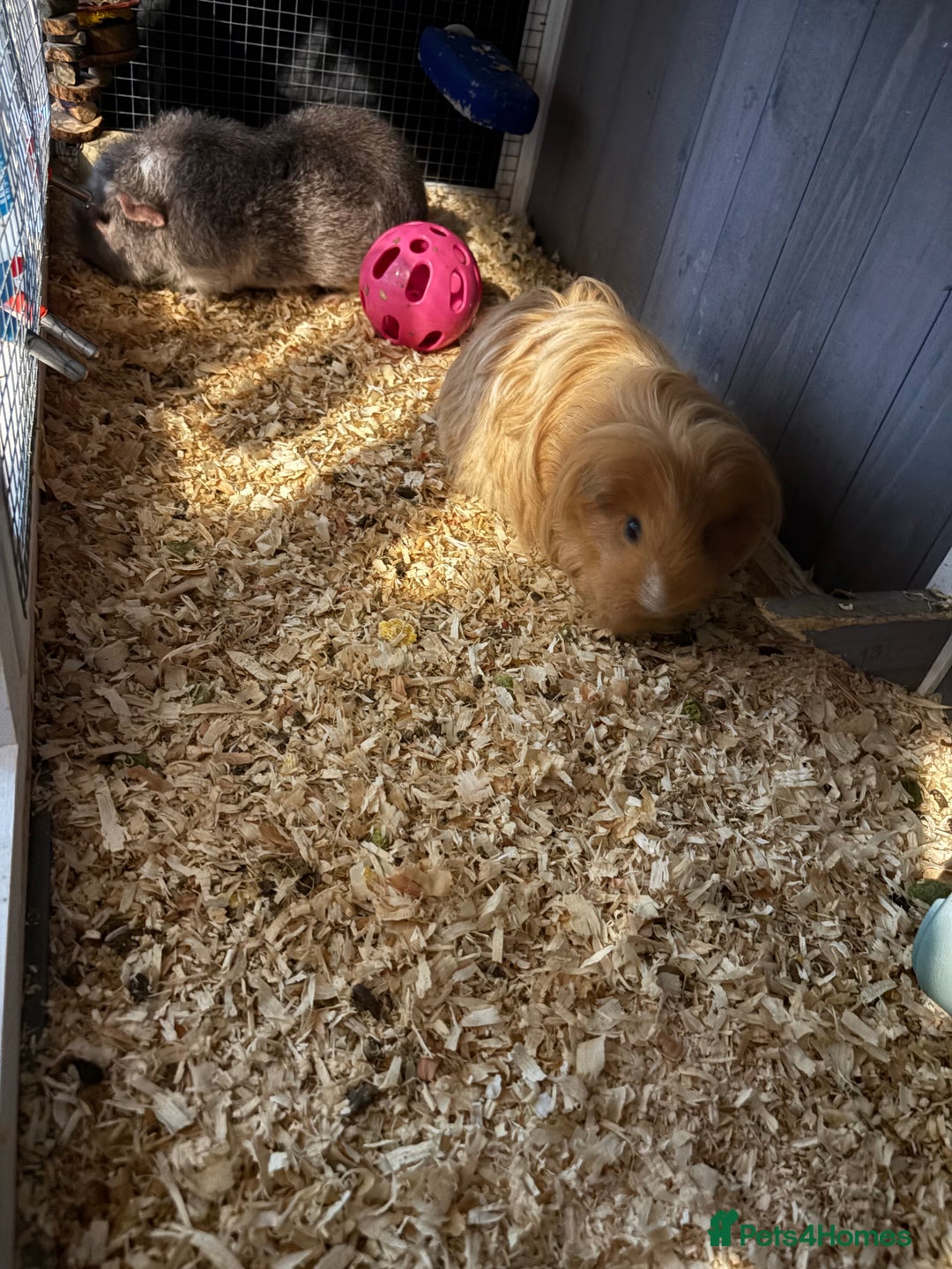 Guinea Pig rodents for sale: Two girls ‘ ivy and iris  - Image 11