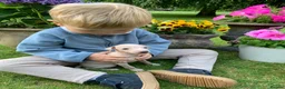 Italian Greyhound dogs for sale: KC Italian greyhound puppies East. Europ lineage - Advert 33