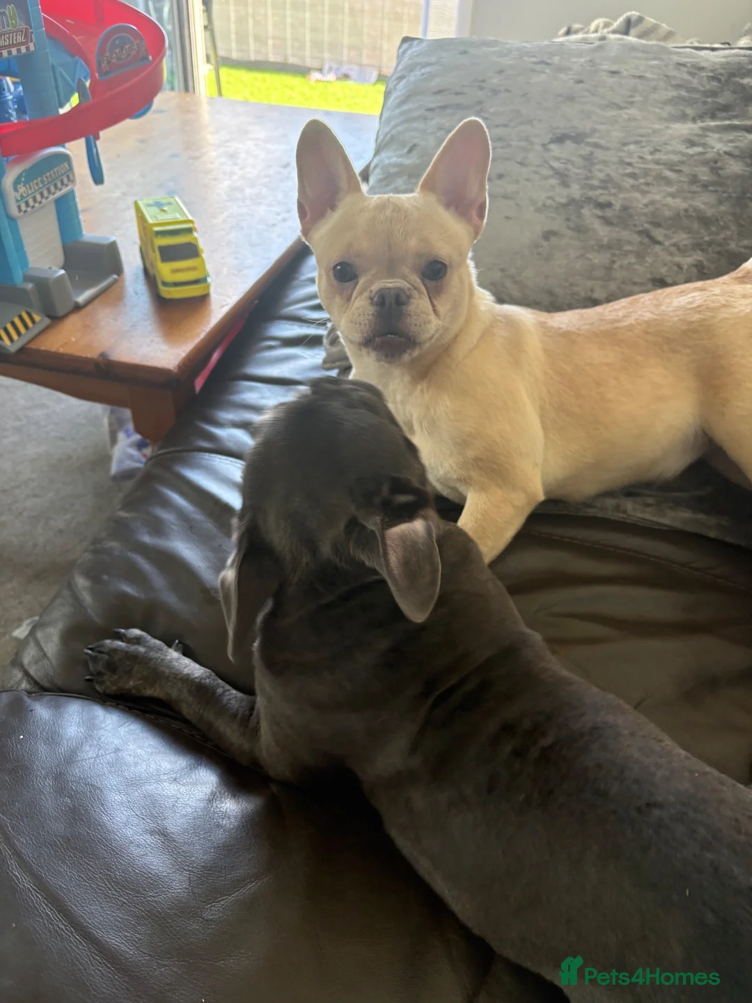 French Bulldog dogs for sale: French bulldog  in London - Advert 3