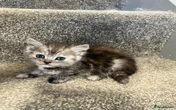 Maine Coon cats for sale: 3/4 Maine coon x kittens - Image 11