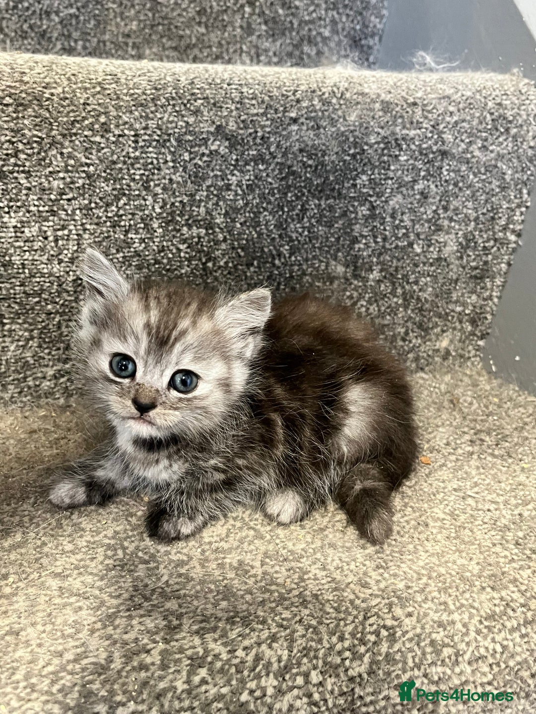 Maine Coon cats for sale: 3/4 Maine coon x kittens - Image 11