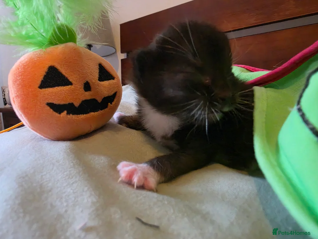 Mixed Breed cats for sale: Halloween kitties!  in Canterbury - Advert 2