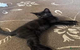 British Shorthair cats for sale: 1 BLACK MALE KITTEN FOR SALE - Image 2