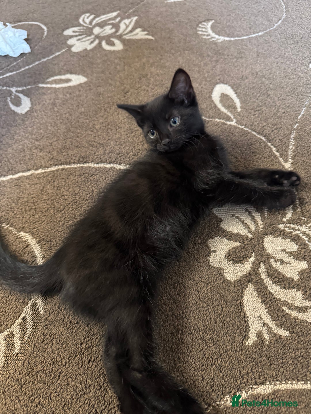 British Shorthair cats for sale: 1 BLACK MALE KITTEN FOR SALE - Image 2