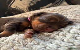 Cocker Spaniel dogs for sale: Cocker spaniel puppies  - Image 8