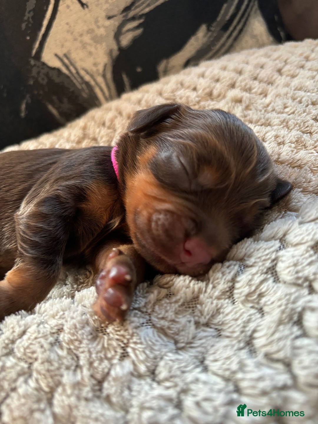 Cocker Spaniel dogs for sale: Cocker spaniel puppies  - Image 8