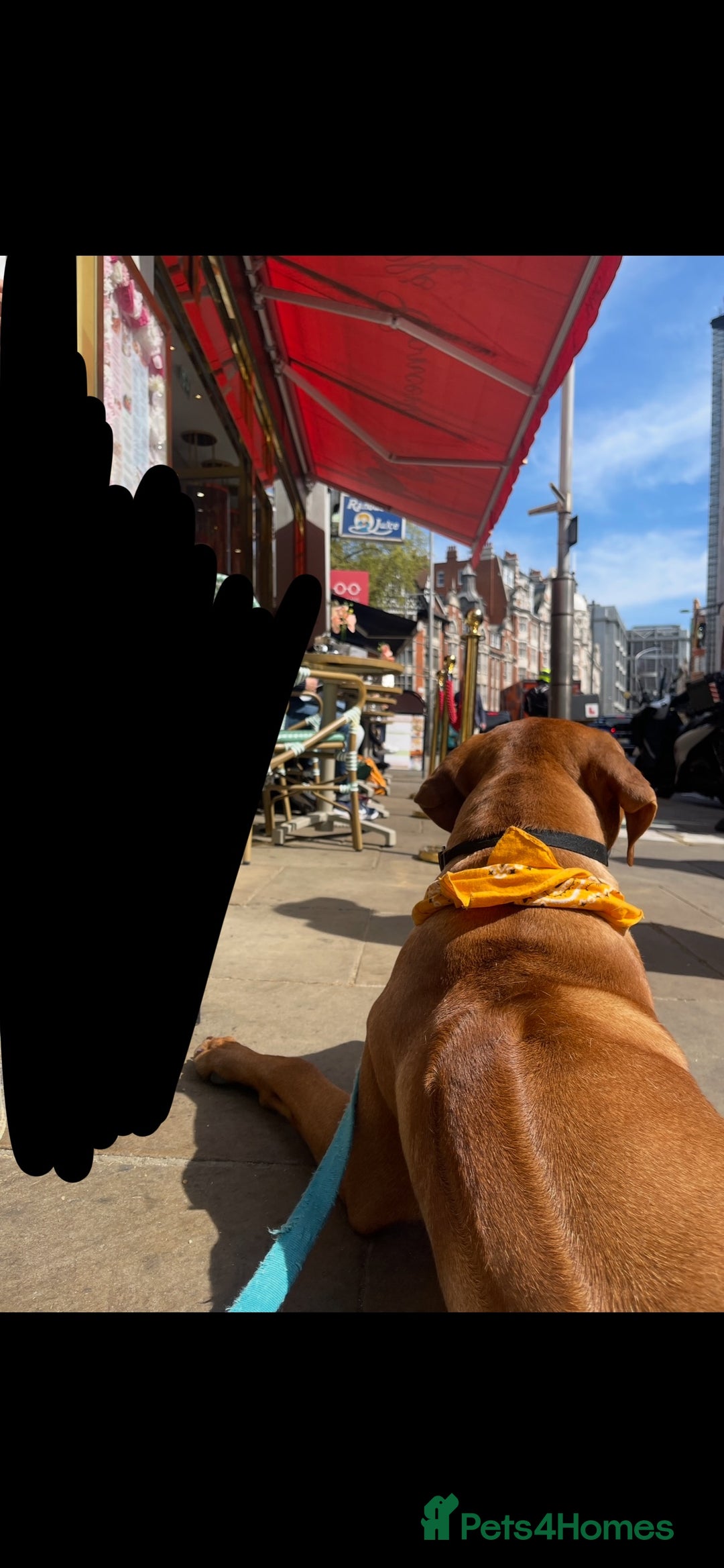 Rhodesian Ridgeback dogs for stud: Stud Rhodesian Ridgeback Stanley.  - Image 14