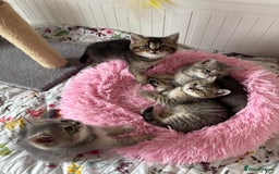 British Shorthair cats for sale: 5 Adorable British Shorthair Kittens - Image 1