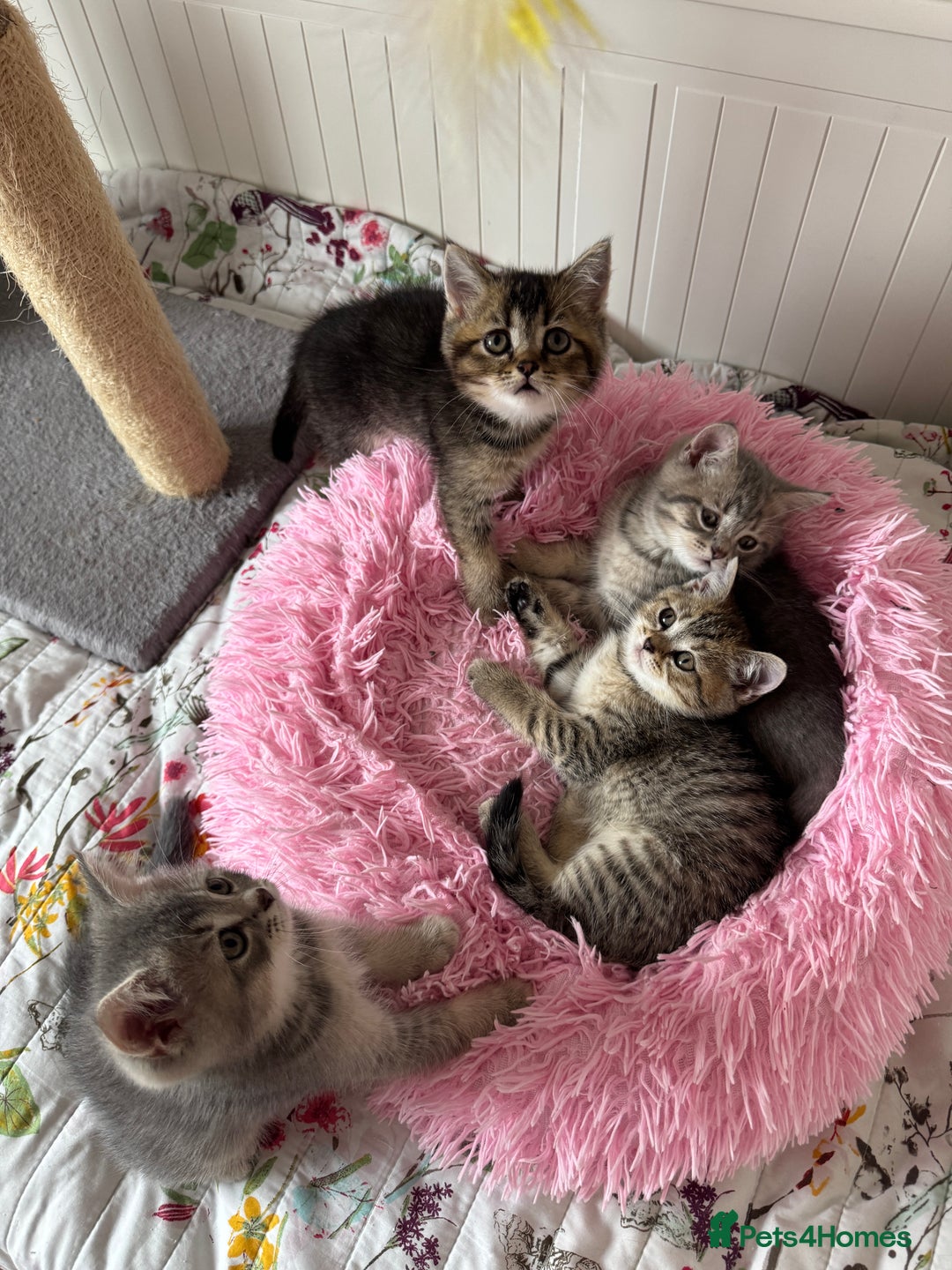 British Shorthair cats for sale: 5 Adorable British Shorthair Kittens - Image 1