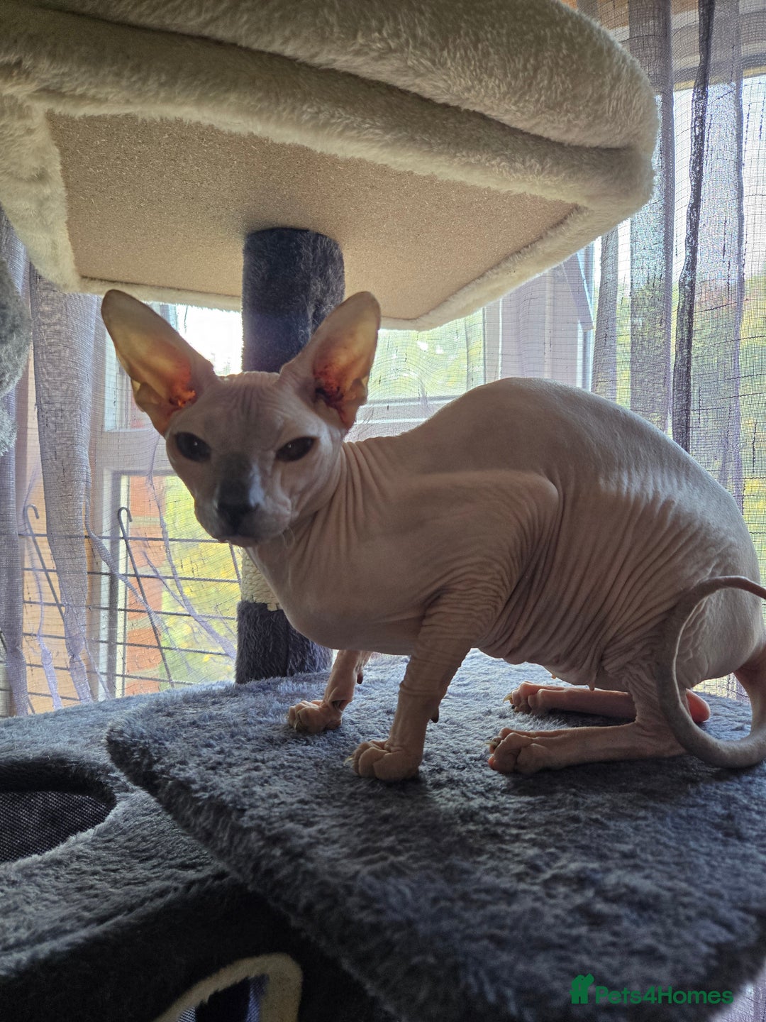 Sphynx cats for sale: Urgent 2 Sphynx Female  - Image 2