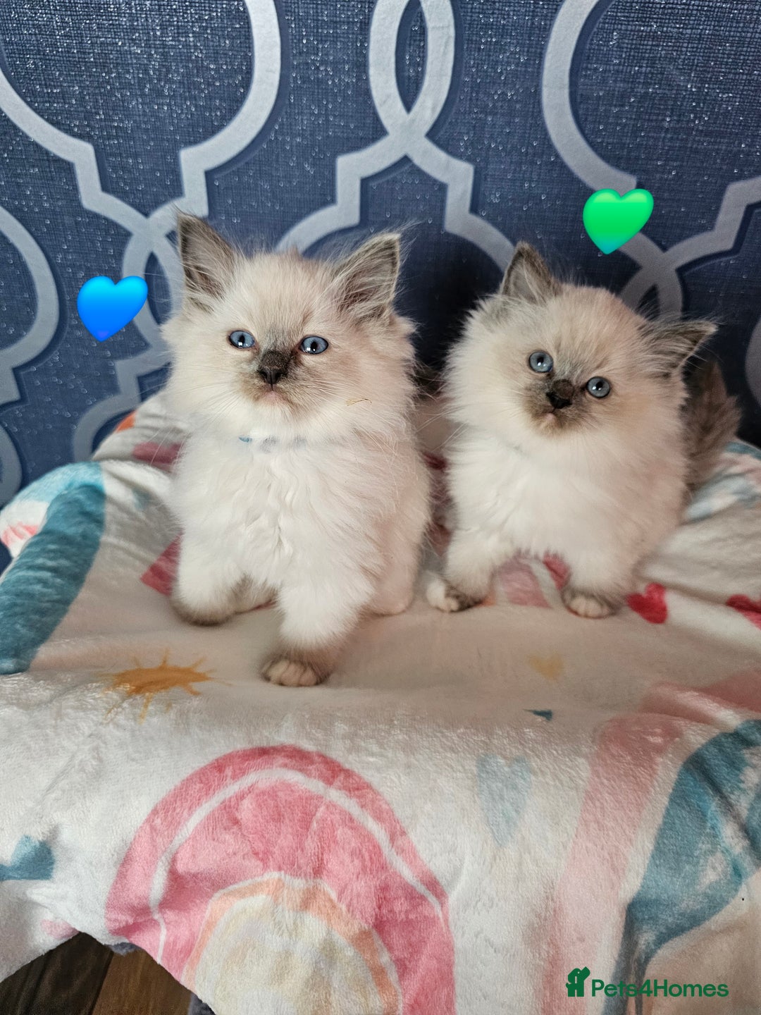 Ragdoll cats for sale: 🏆 CHAMPION FATHER 🏆GCCF REGISTERED KITTENS  - Image 8