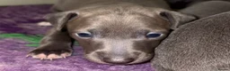Italian Greyhound dogs for sale: KC Reg Italian Greyhounds - Advert 4