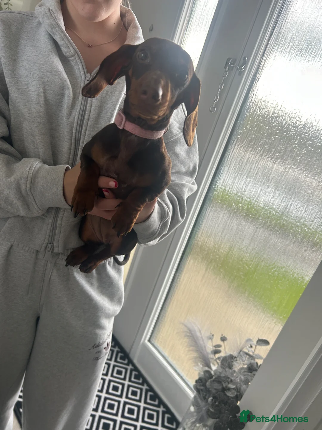 Dachshund dogs for sale: 5 month old monitor Dashund  in Rochdale - Advert 3